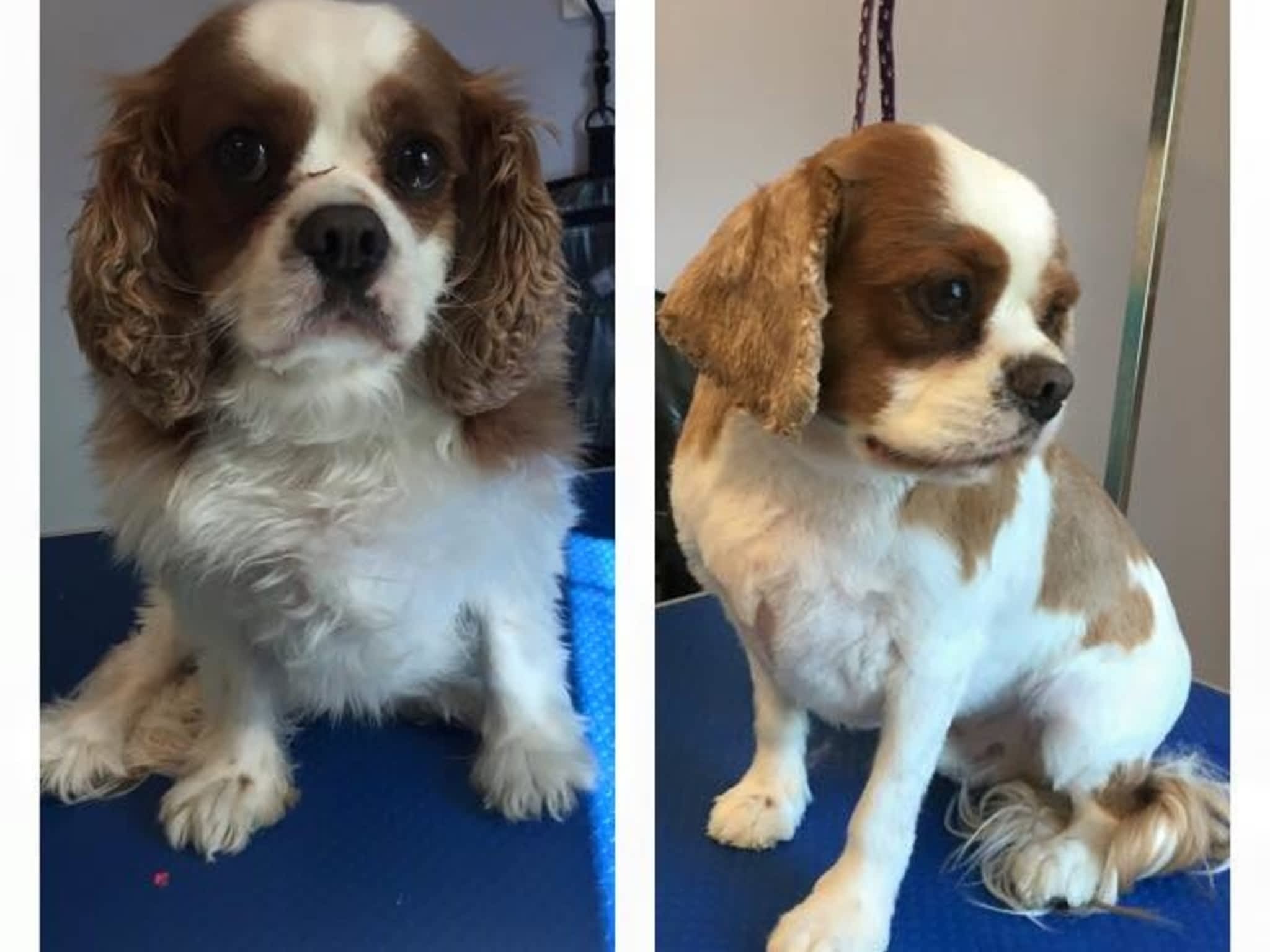 photo Wizard of Pawz Dog Grooming