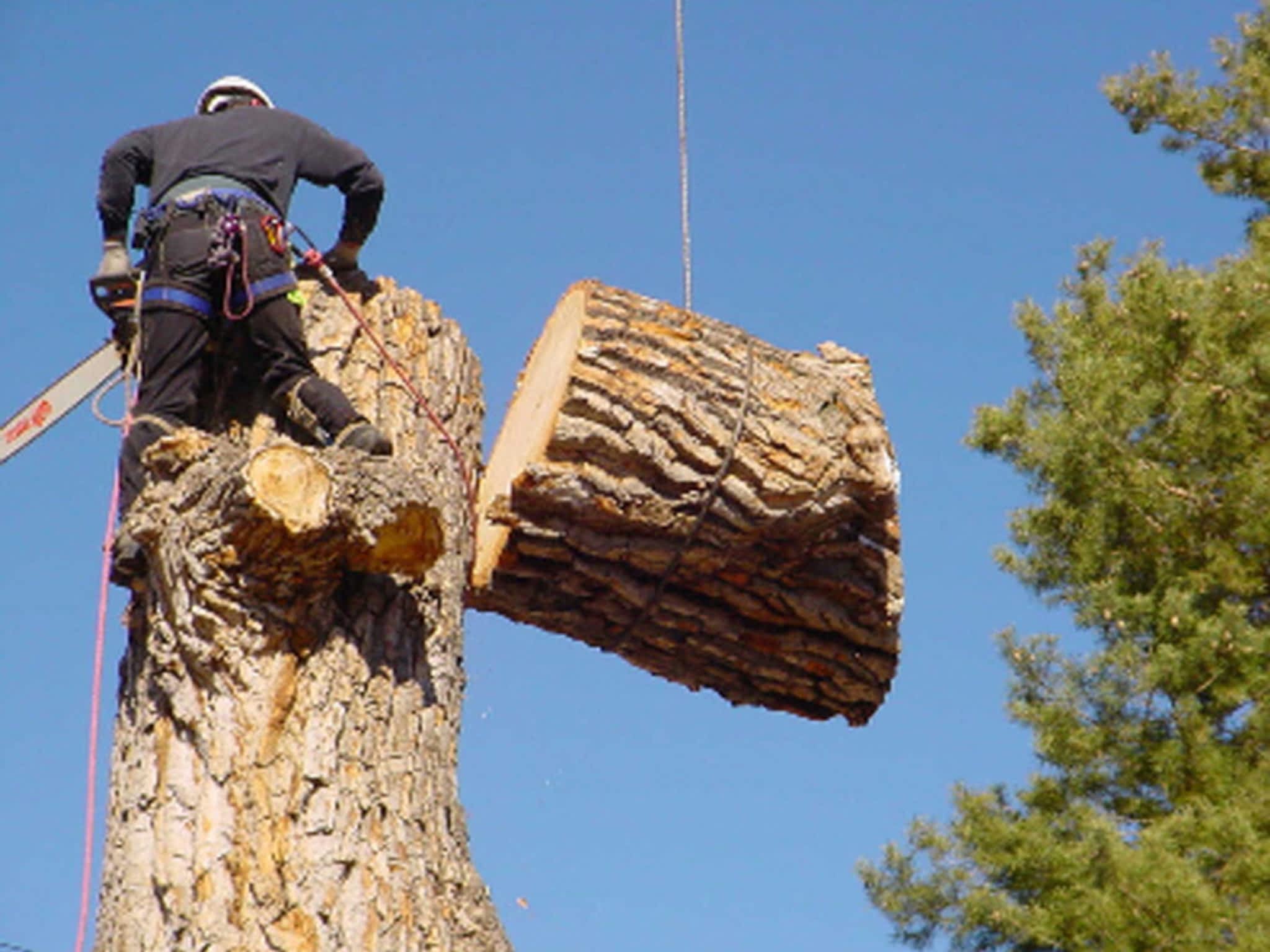 photo Top Notch Tree Service