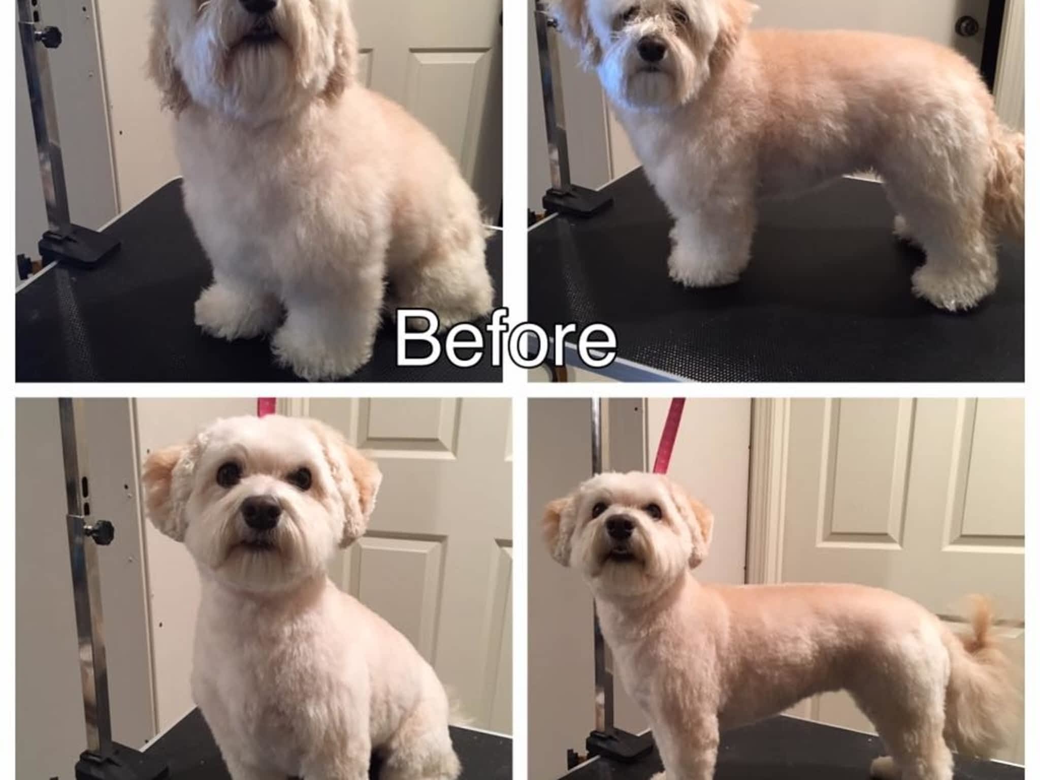 photo Tail-rific Dog Grooming