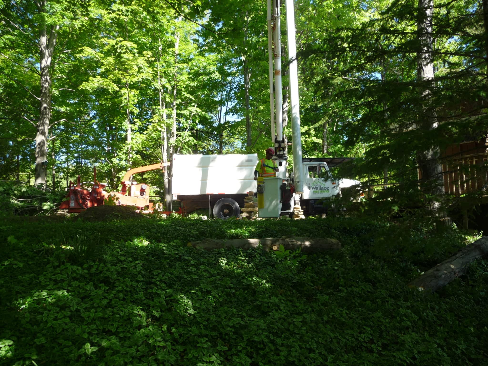 photo Wallace Tree Service