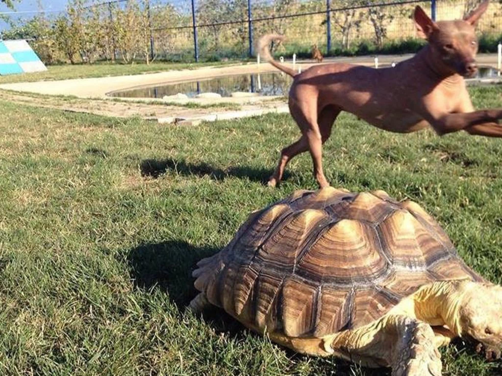 photo The Tortoise & The Hairless Pet Services