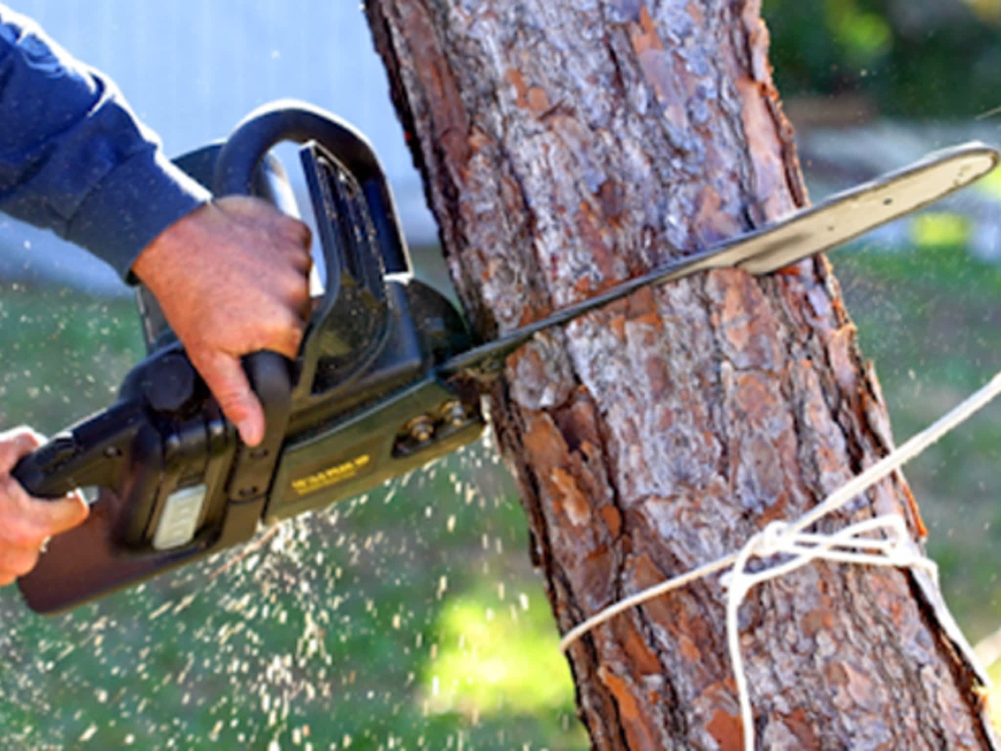 photo West Tree Services