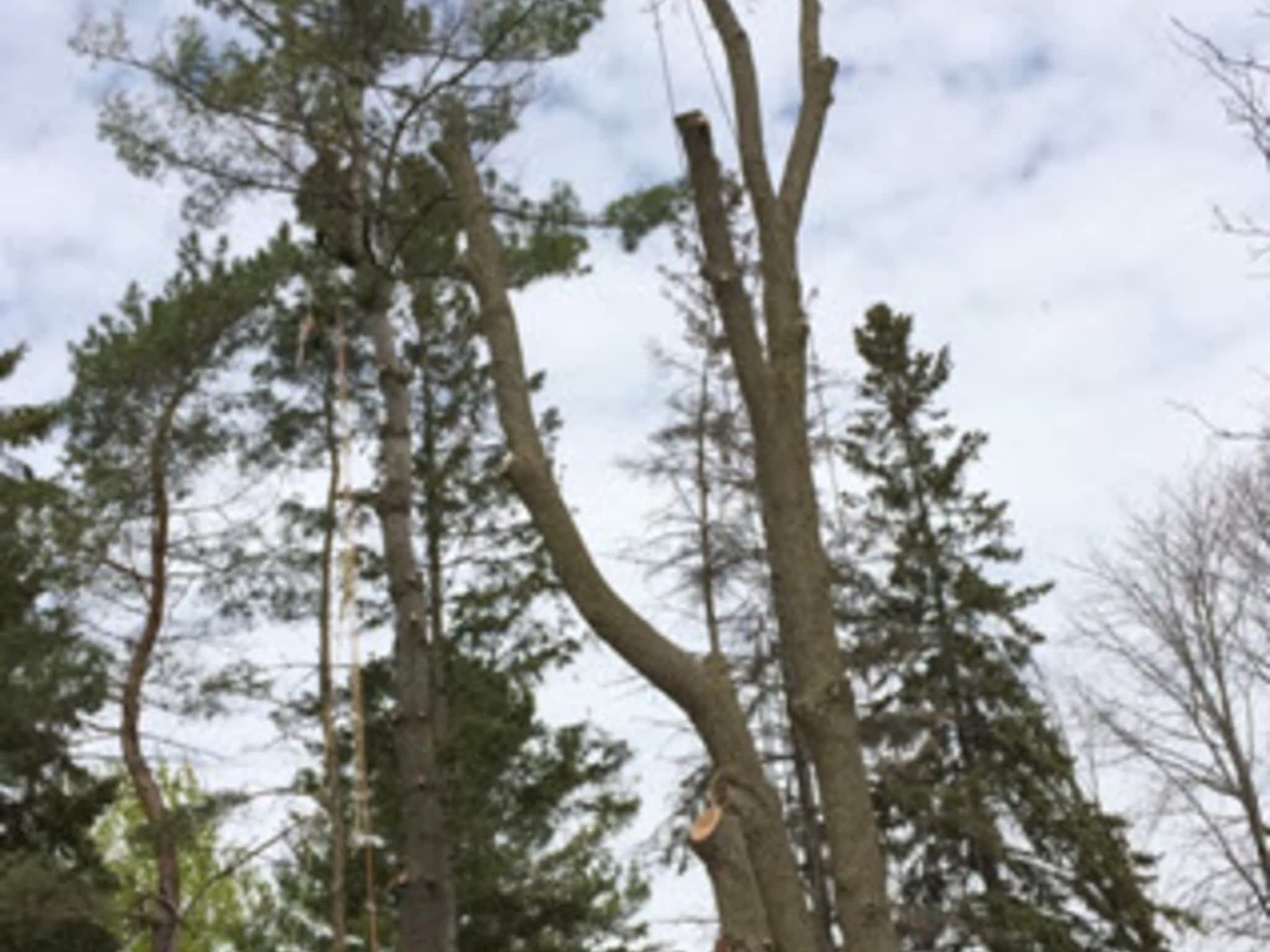 photo O'Brien tree services