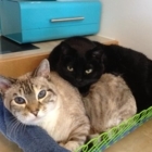 Cottonwood Falls Animal Clinic - Veterinarians