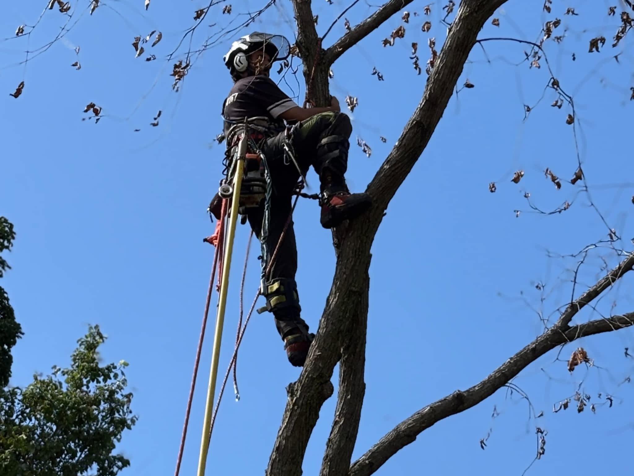 photo Arboriculture DB Inc.
