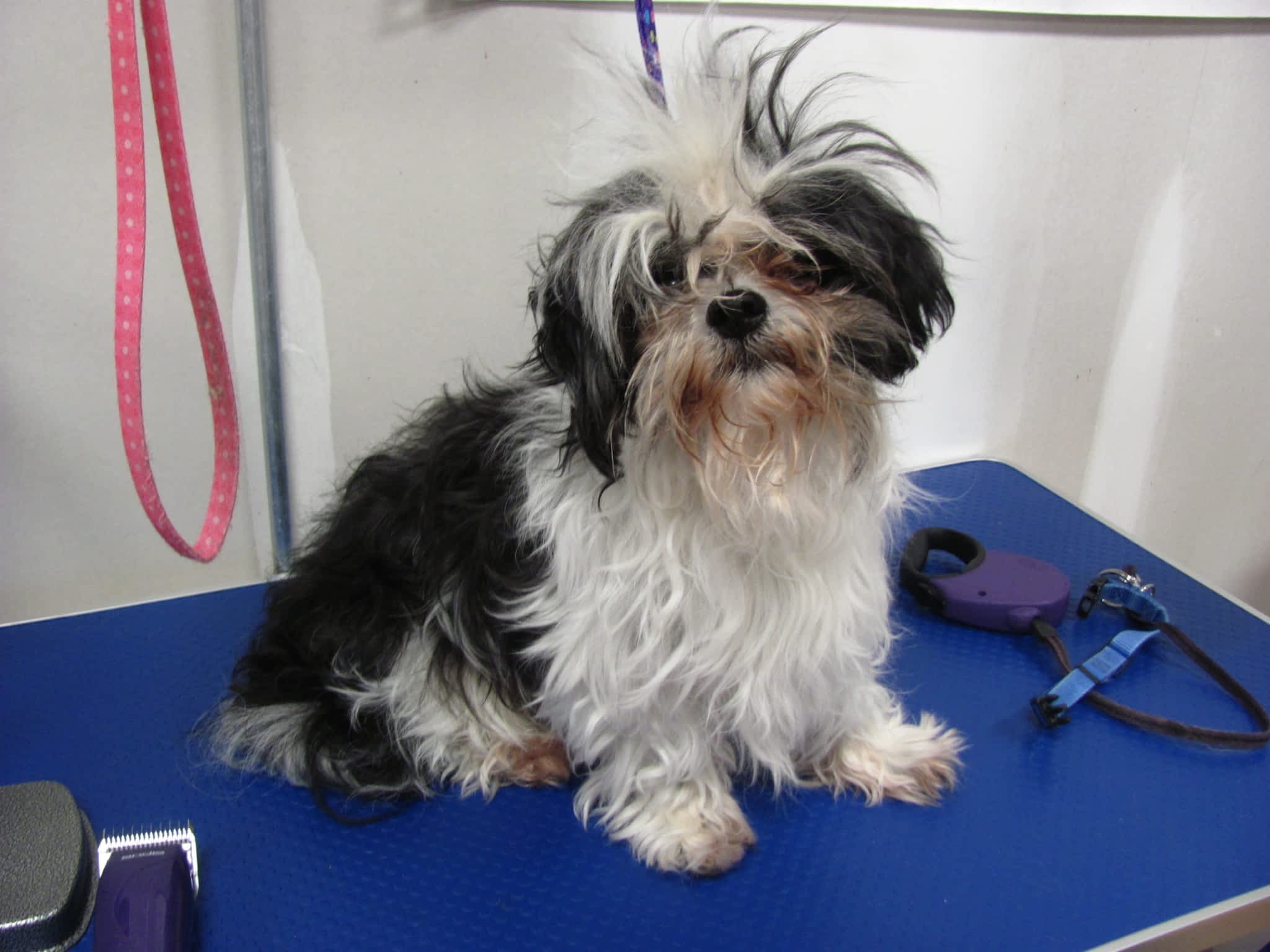 photo Clip And Tails Doggie Day Spa & Pet Store