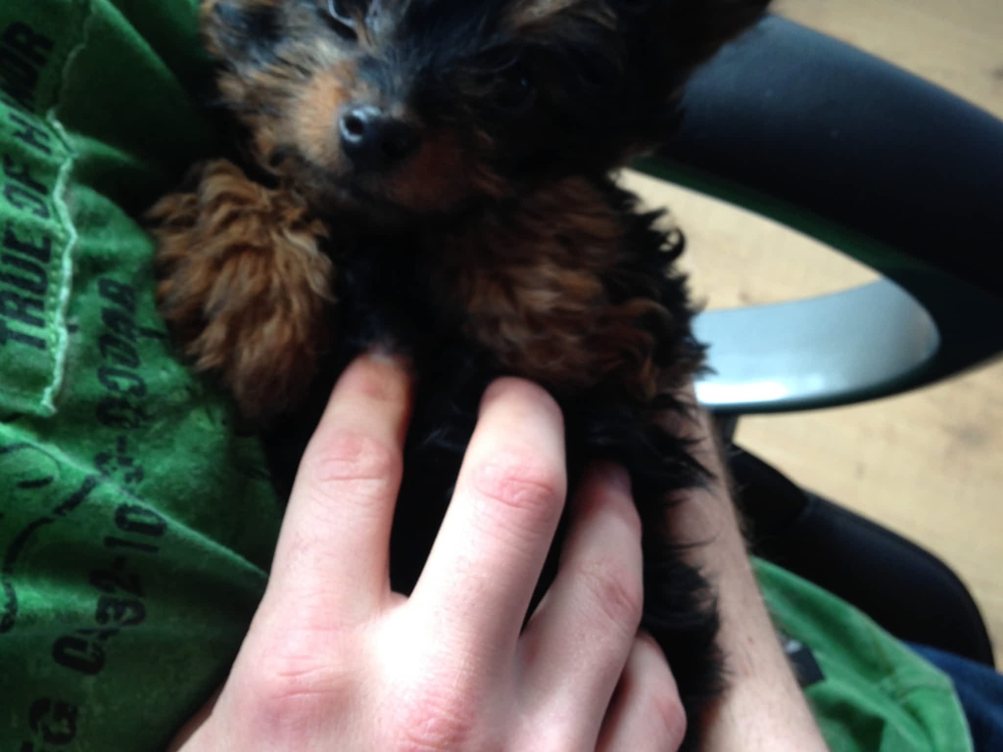 Country Home Kennels Canpages