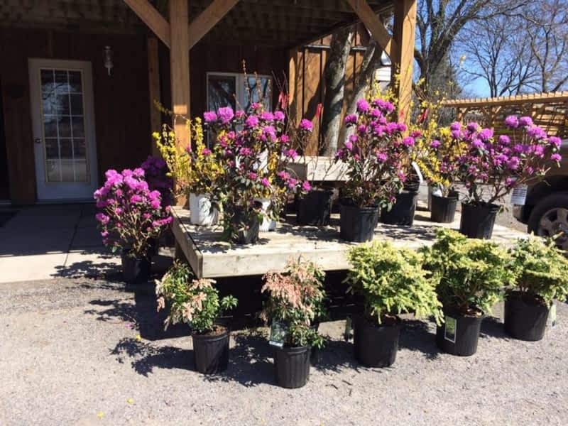 Gauld Nurseries Ltd Niagara Falls, ON Mountain & Garner Canpages