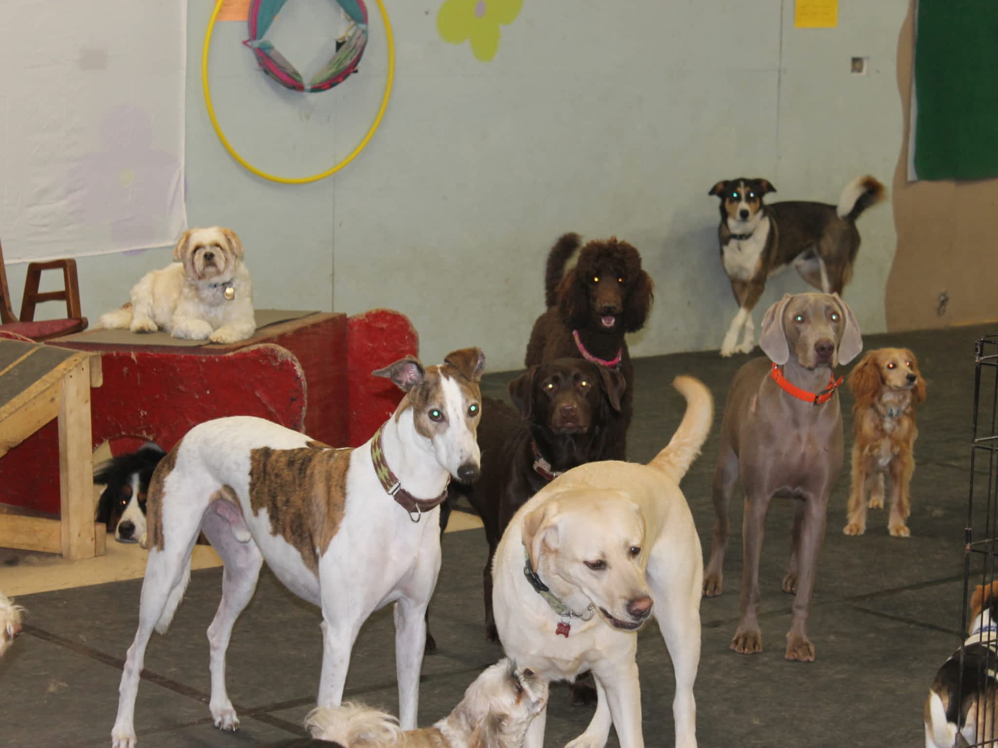 Fido's Playground Stratford, ON 141 Monteith Ave Canpages