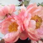 Jane Marshall Flowers - Fleuristes et magasins de fleurs