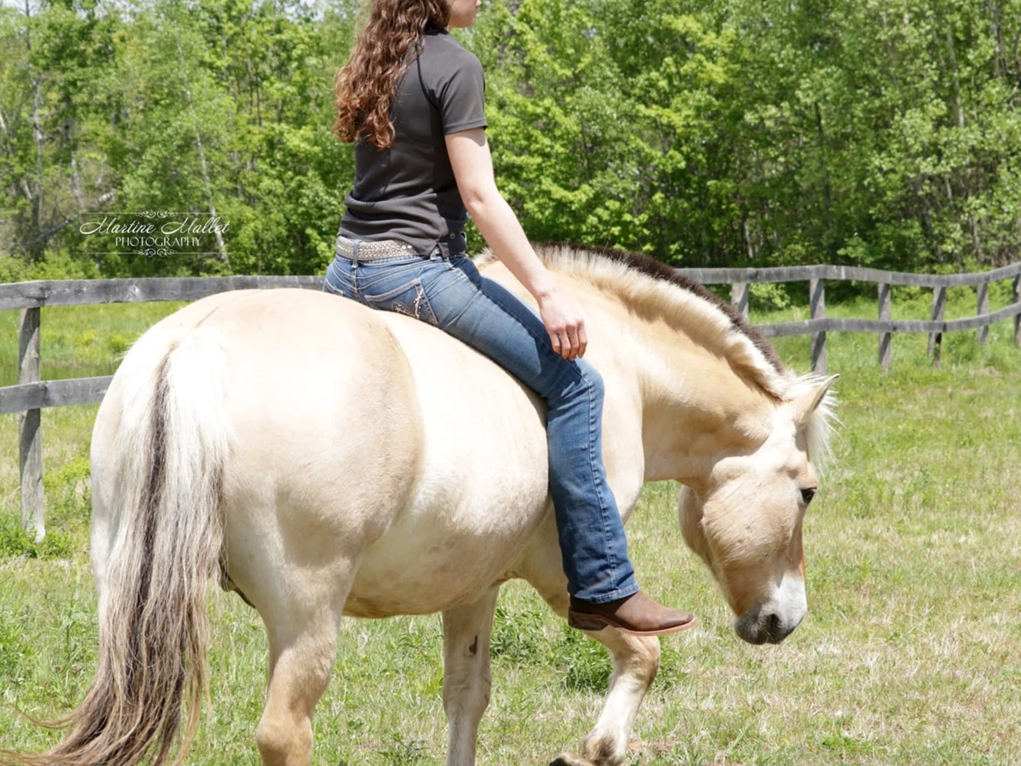 photo Tomorrow Equine