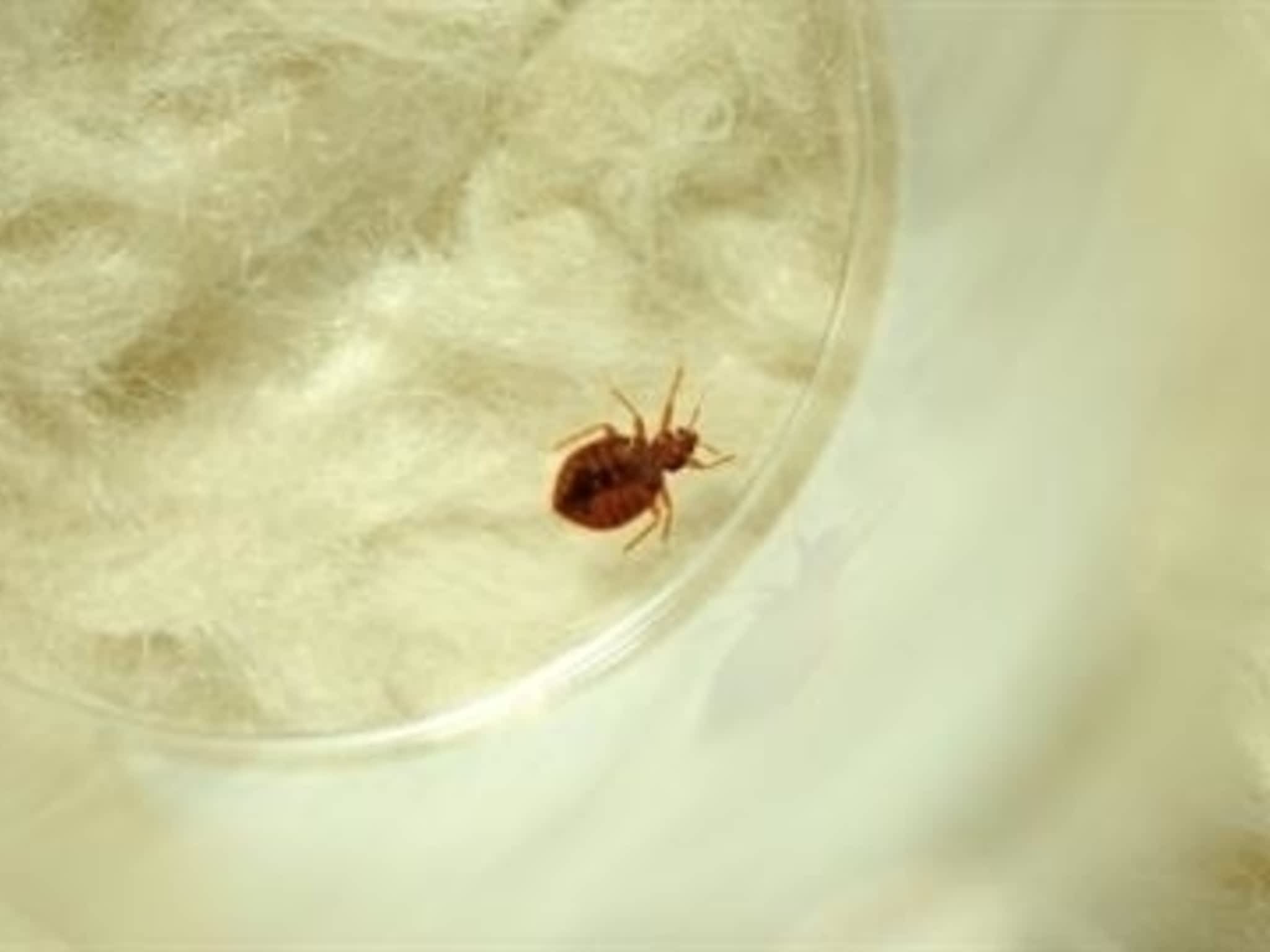 photo Solution Cimex