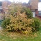 Low Ball Price Tree Service - Service d'entretien d'arbres