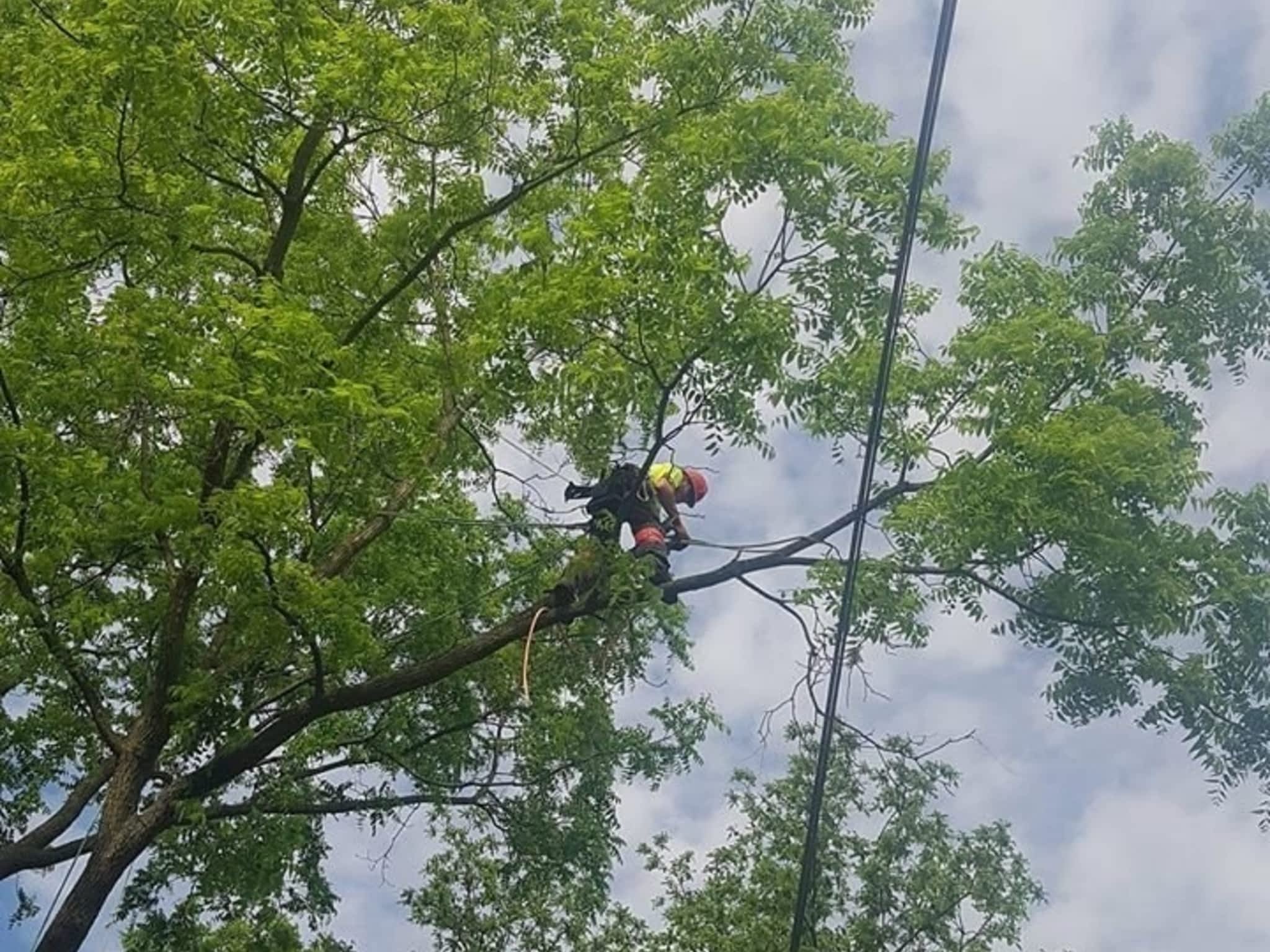 photo Wright's Tree Care