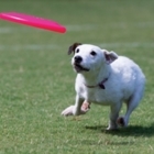 Mr Spot Dog Camp - Dressage et éducation d'animaux de compagnie