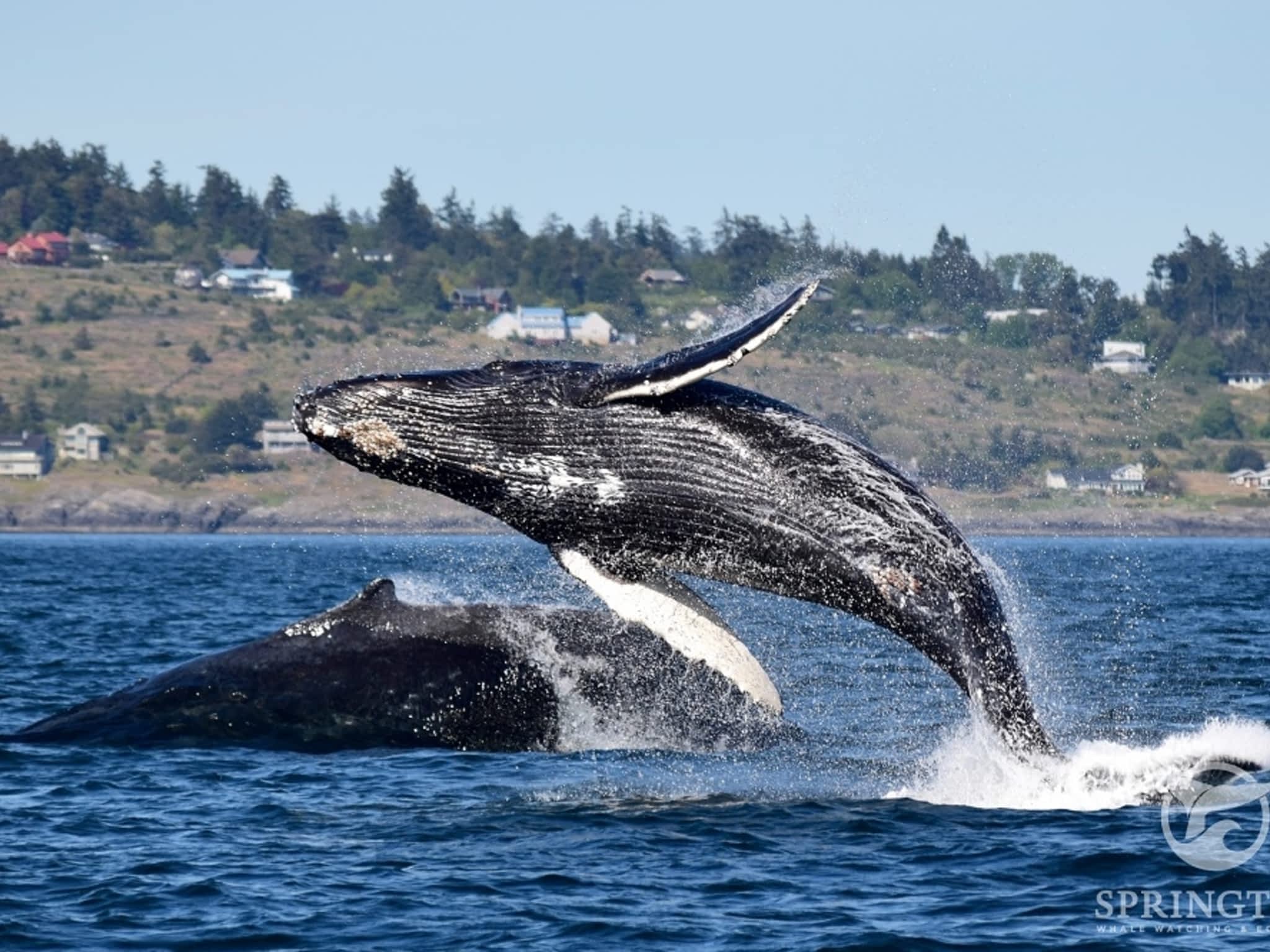photo SpringTide Whale Watching & Eco Tours
