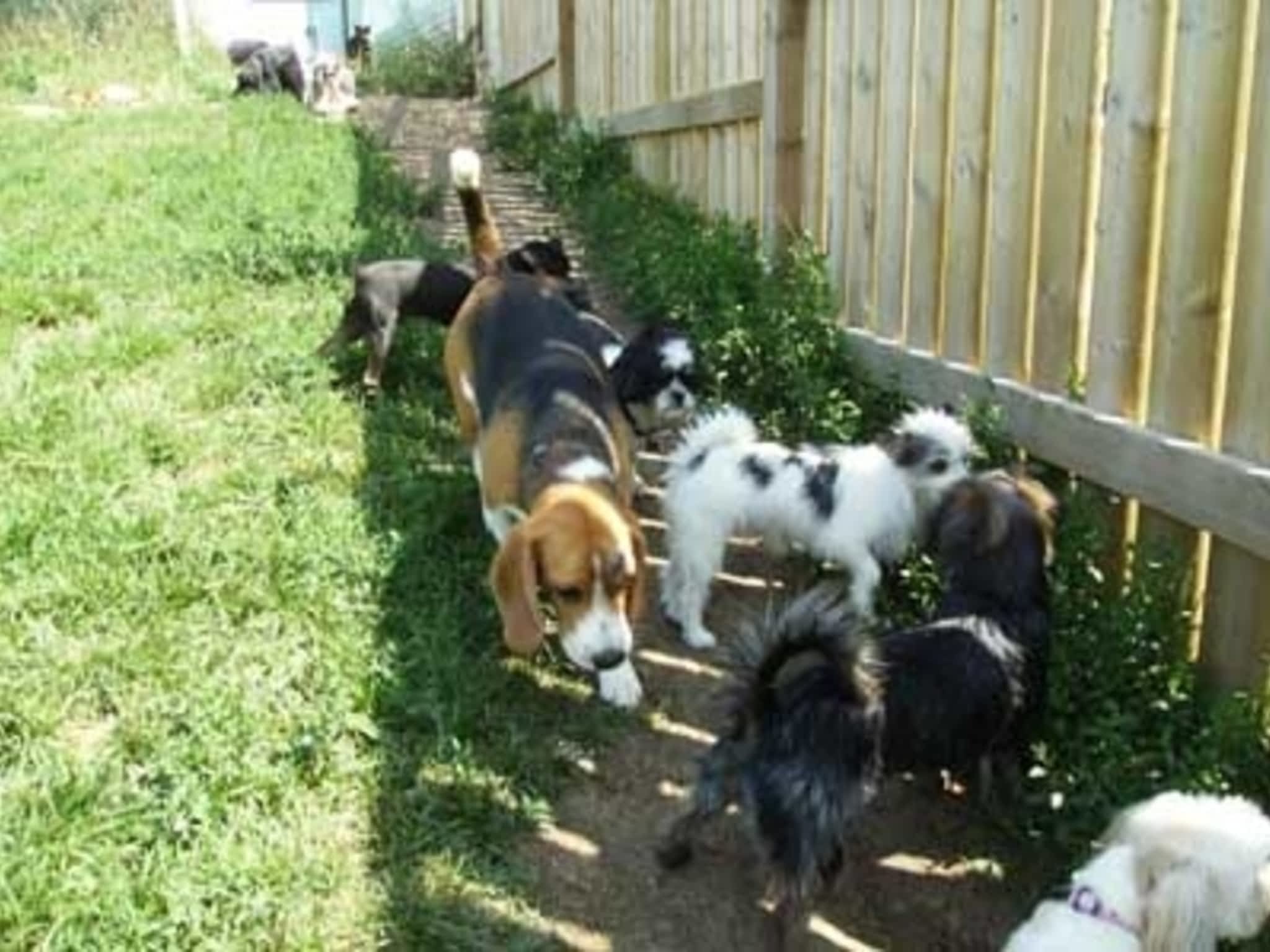 Animal House Dog & Cat Boarding Seven Persons, AB 12208 Range Rd 72