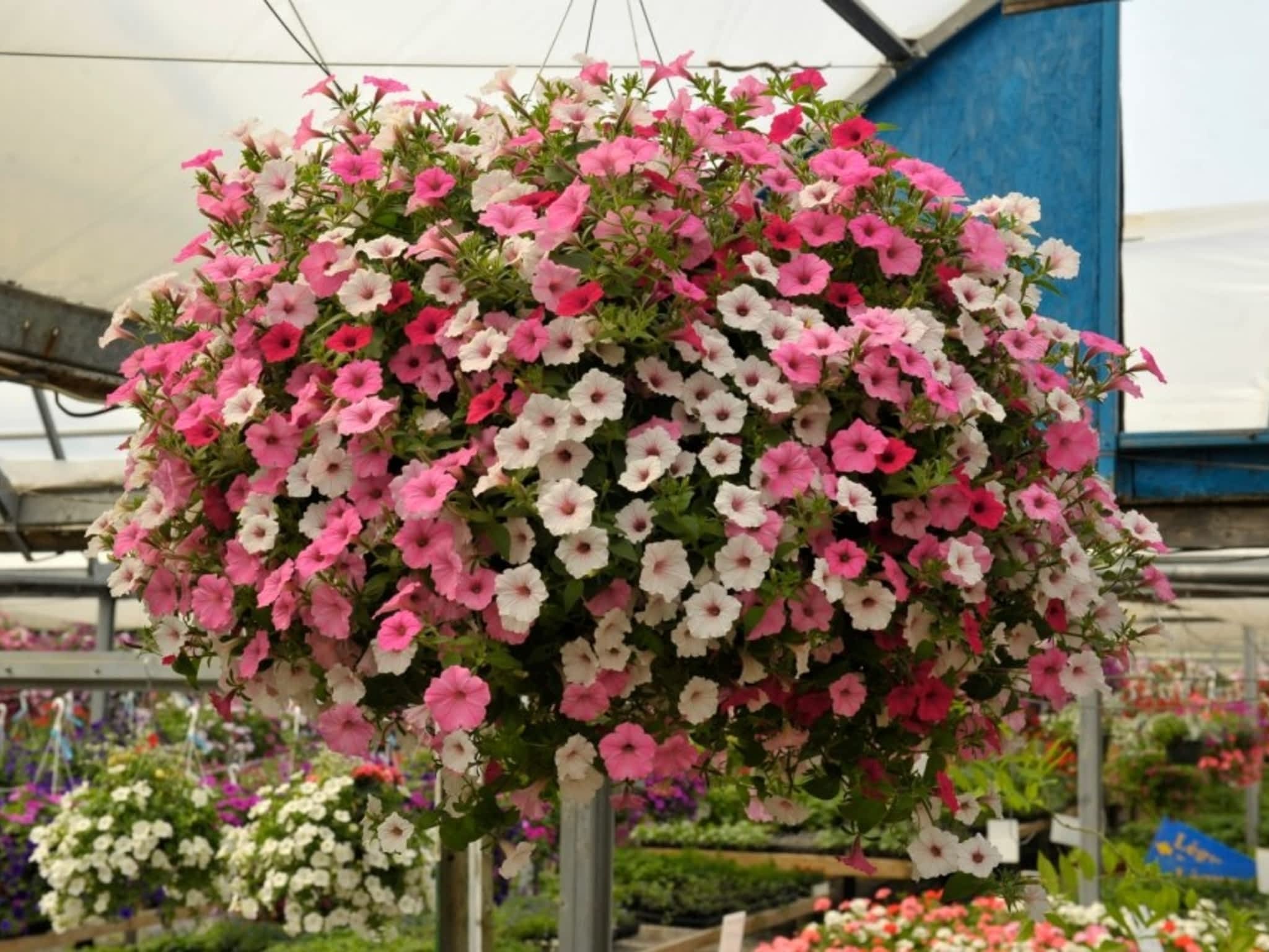 photo Nesbitt's Greenhouses