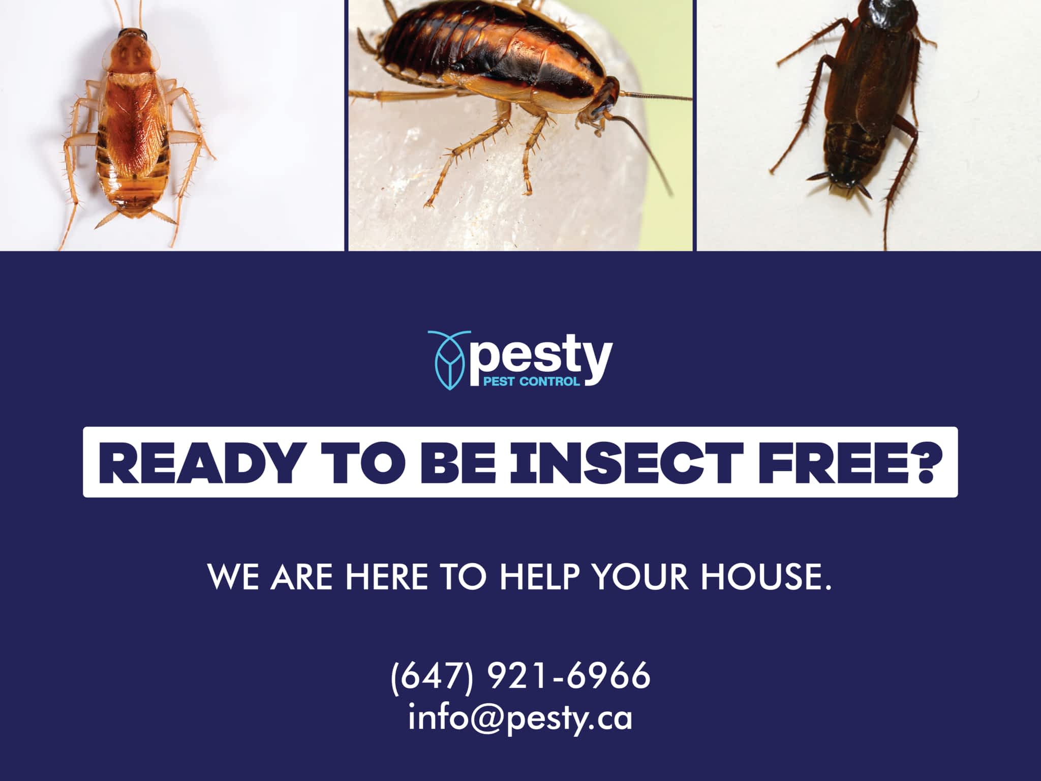 photo PESTY Pest Control