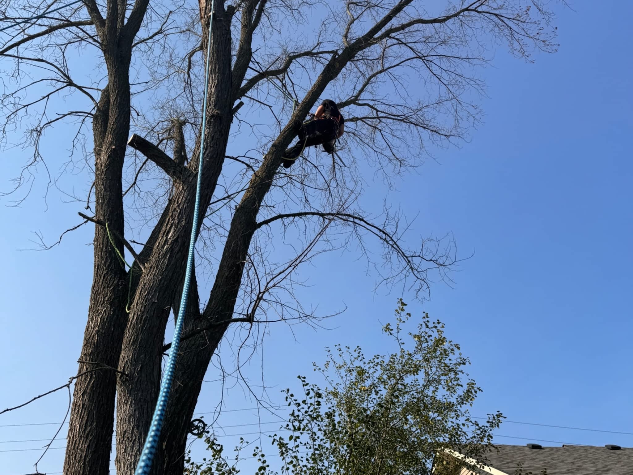 photo M. W. Tree Services