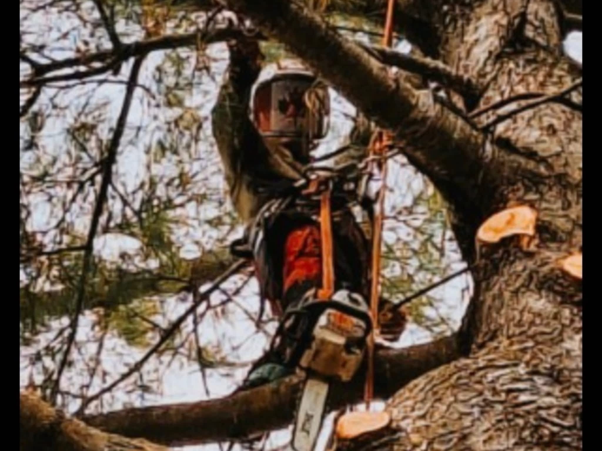 photo Andovic Tree Services