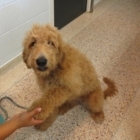Niagara Falls Animal Medical Centre - Veterinarians