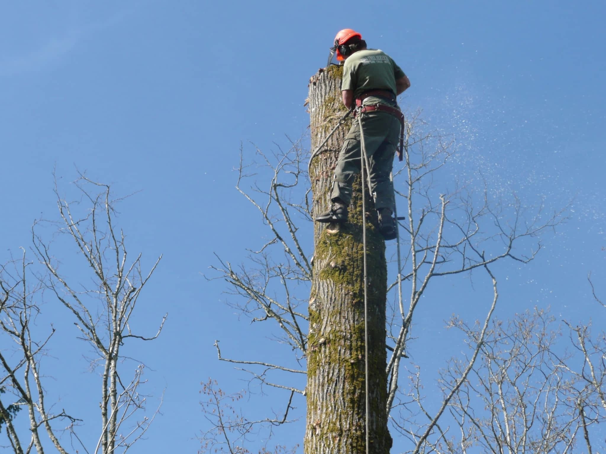 photo Pro Tree Services