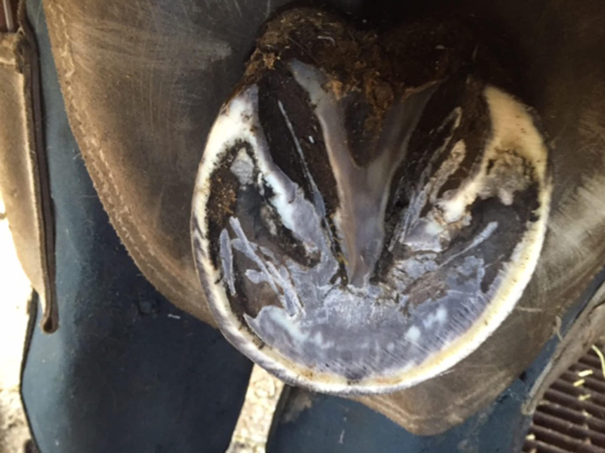 photo Western Rose Farrier