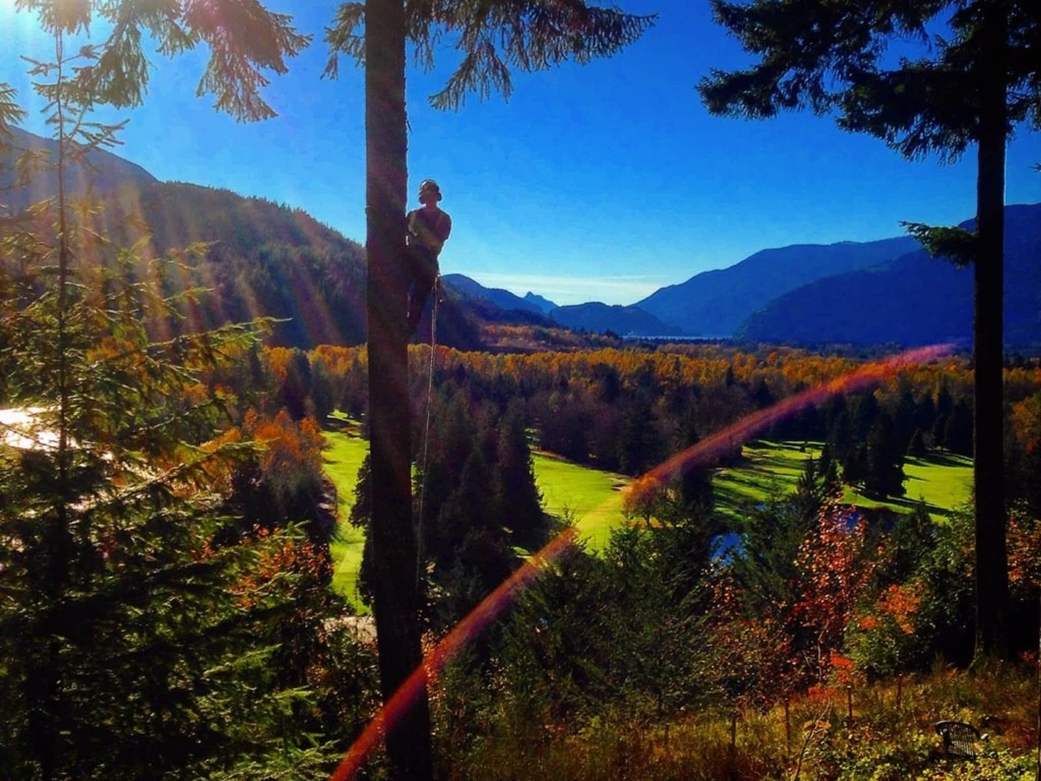 photo Windfirm Tree Services