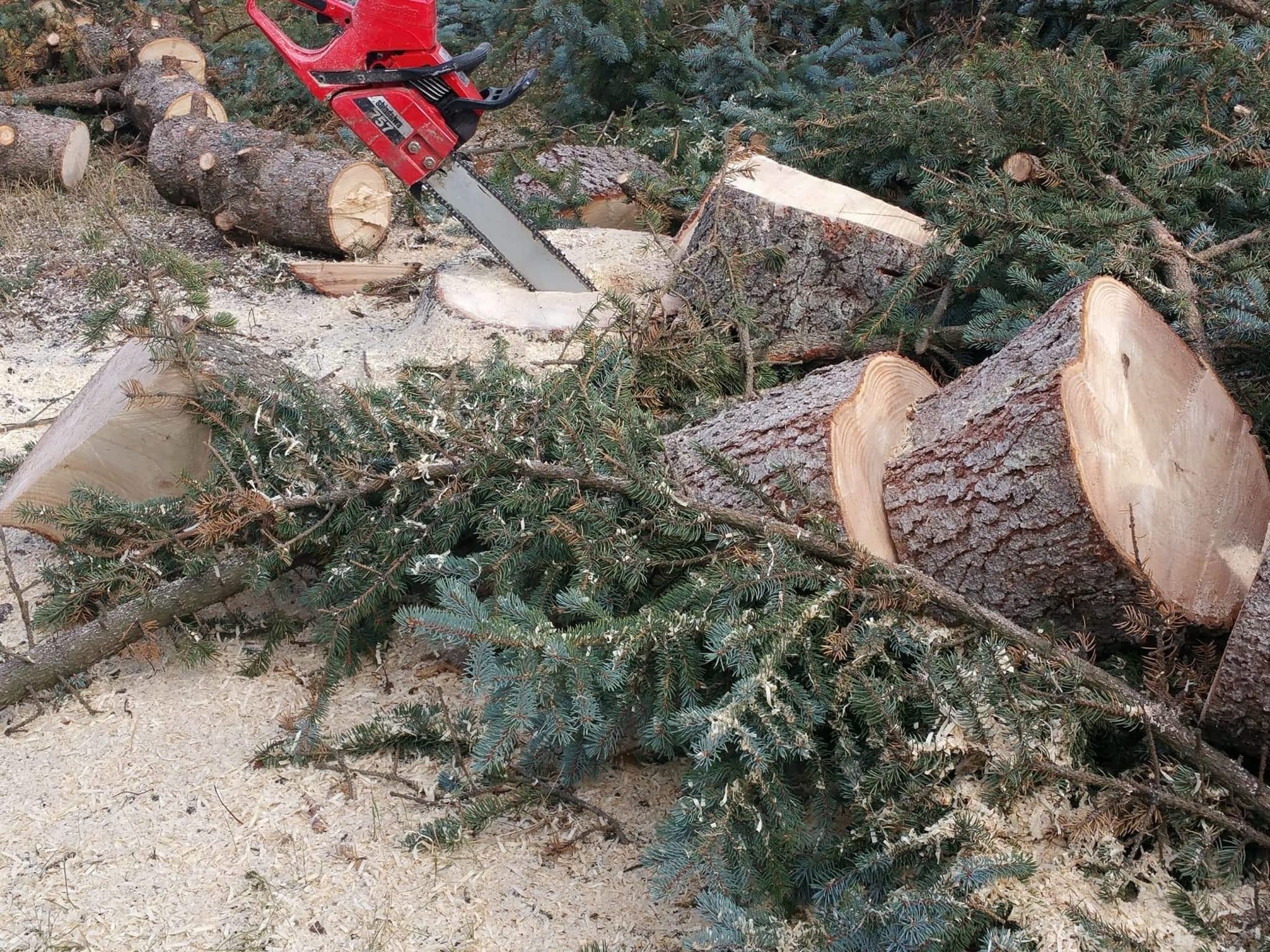 photo Tree Solutions