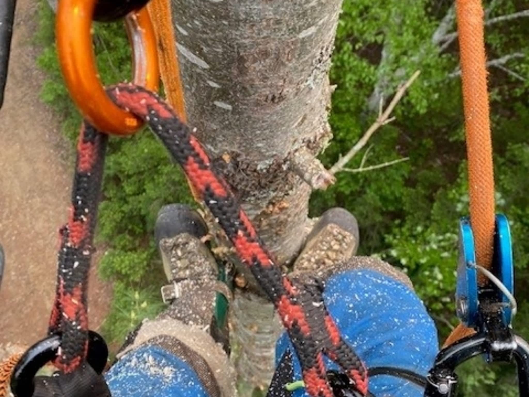 photo JM Arboriculture