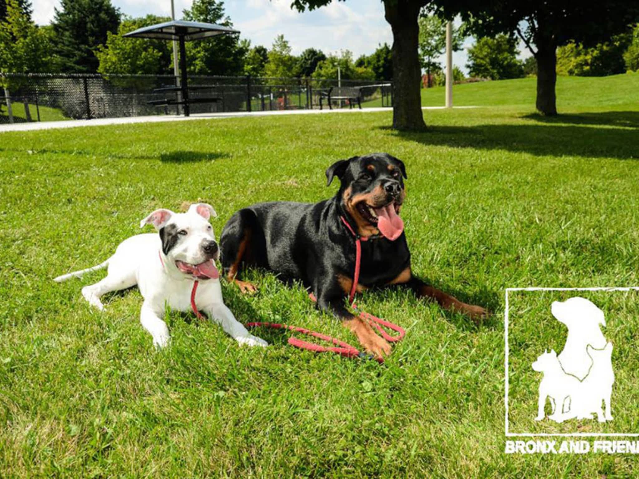 photo Bronx and Friends Training, Daycare & Boarding