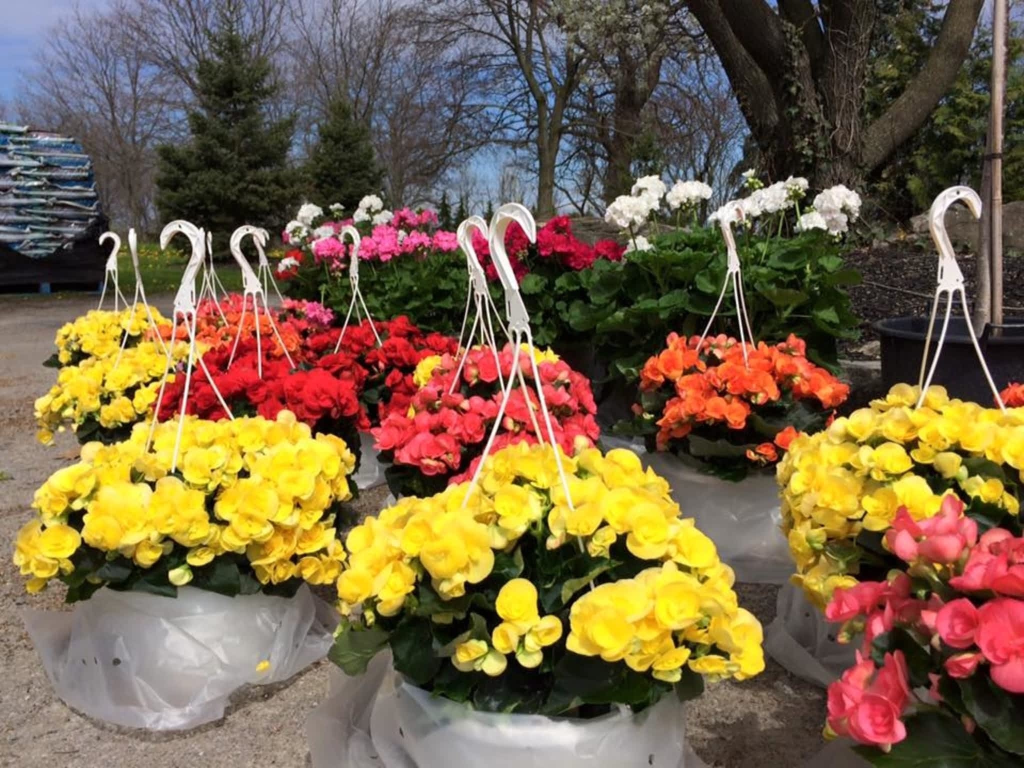 photo Gauld Nurseries Ltd