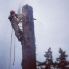 Climbing Fox Tree Service - Service d'entretien d'arbres