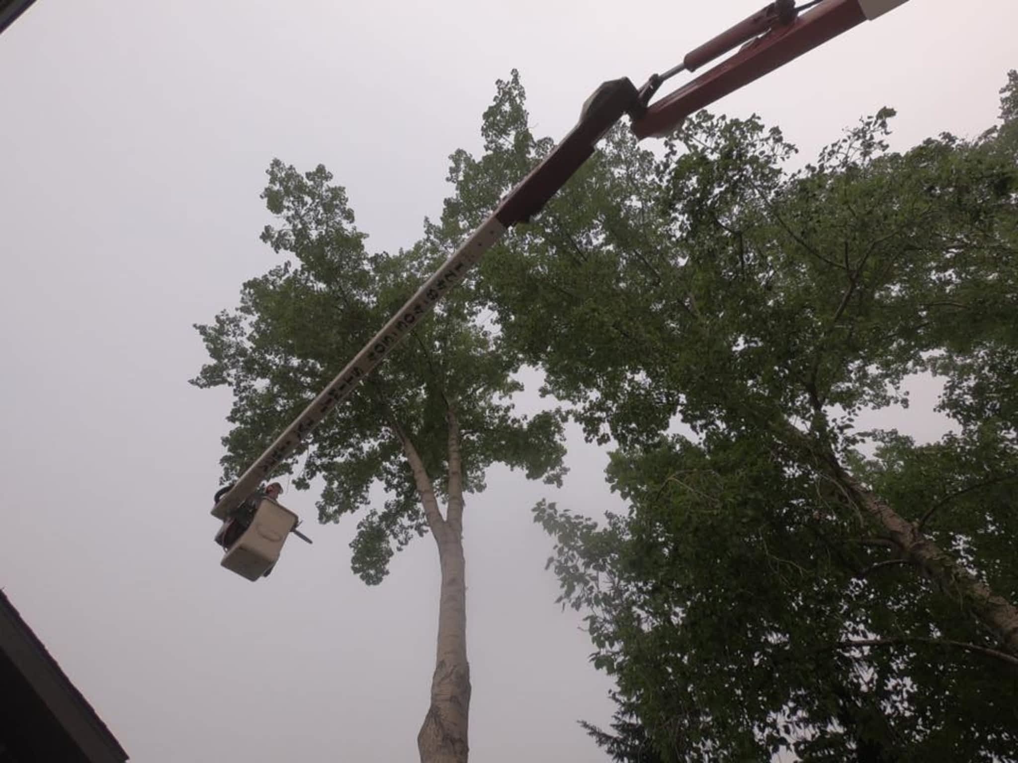 photo Vertical Limits Tree Care