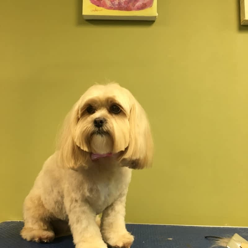 Durham store dog grooming