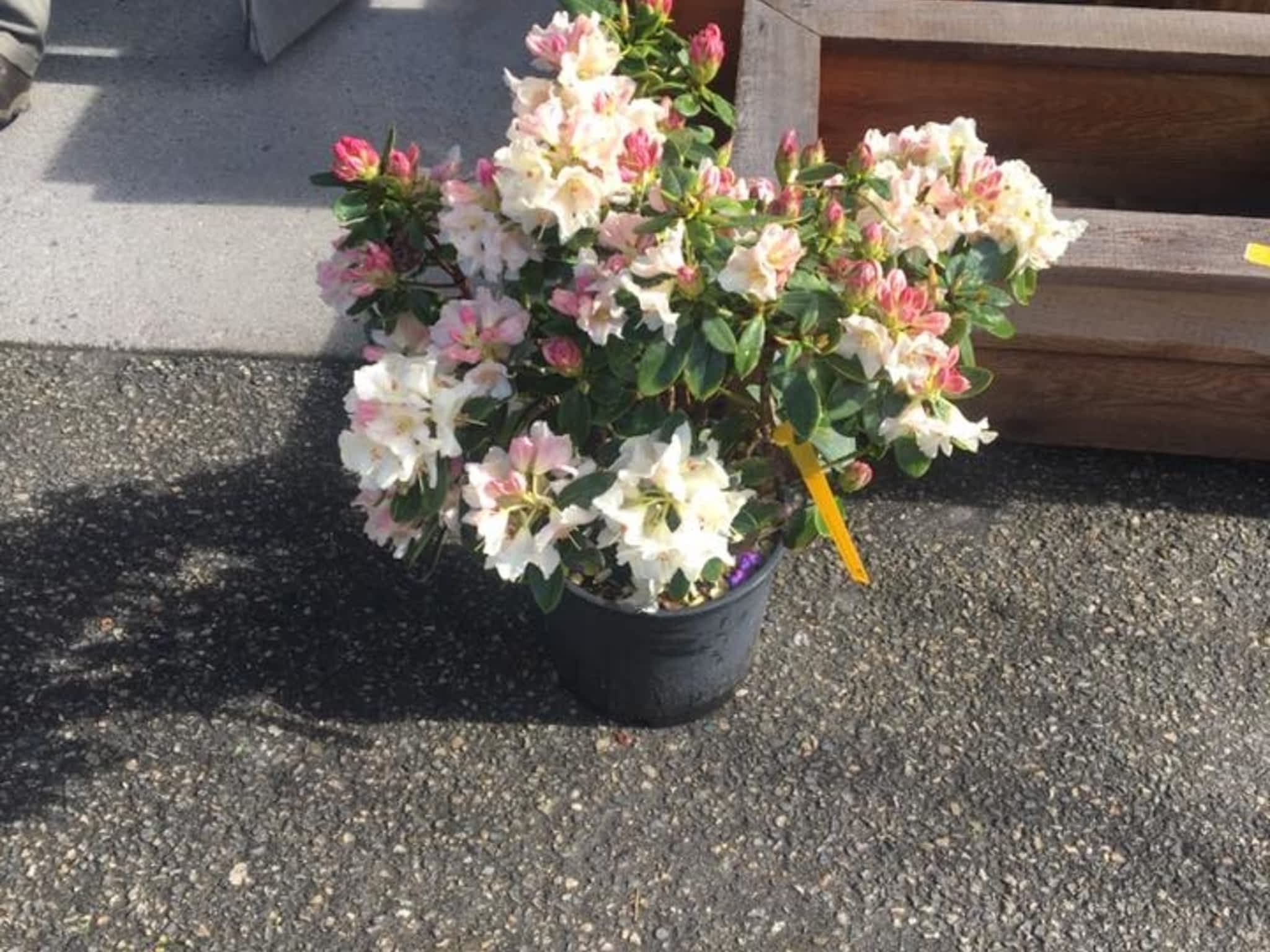 photo Adam's Lawn & Yard Maintenance