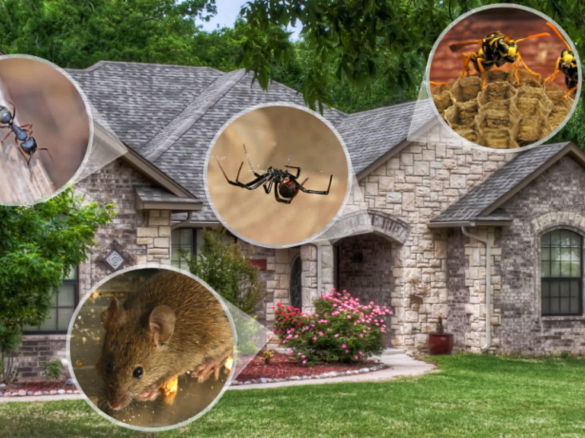 photo Huron Pest Control