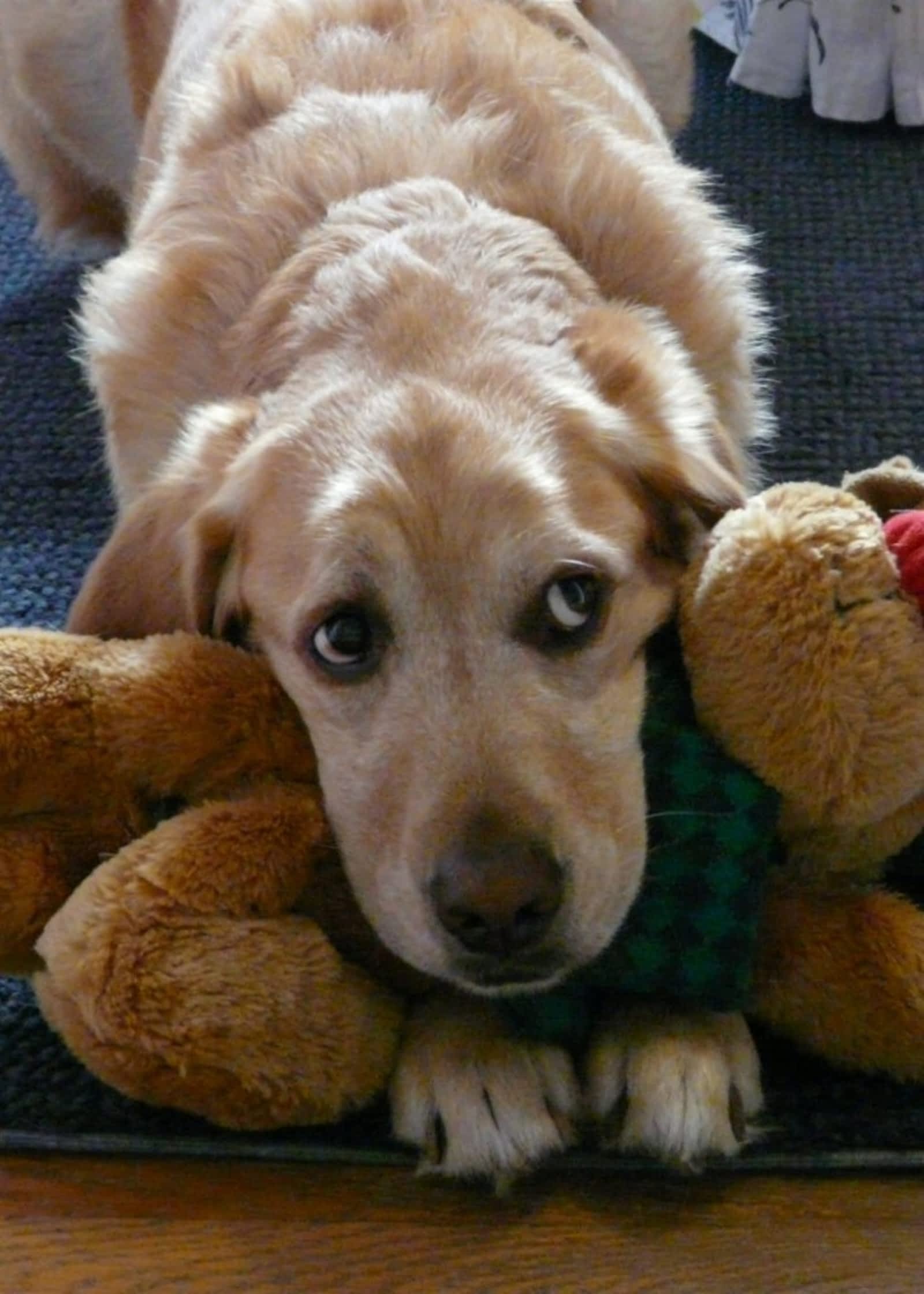 Creature Comforts Pet Services Opening Hours 296 Lakeshore Rd