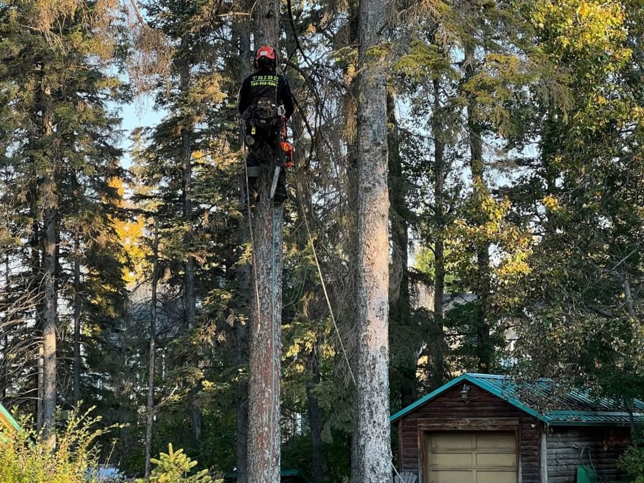 photo Tribe Tree and Yard Services