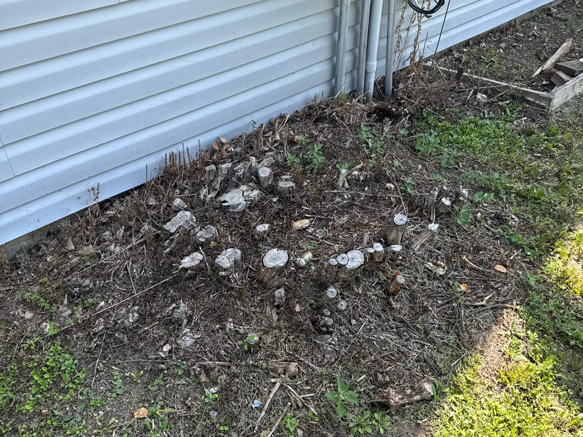 photo KAOS Inc - Tree Services