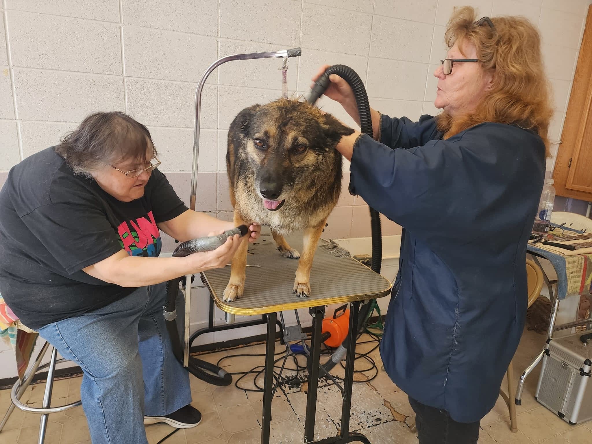 photo Dog Gone Beautiful