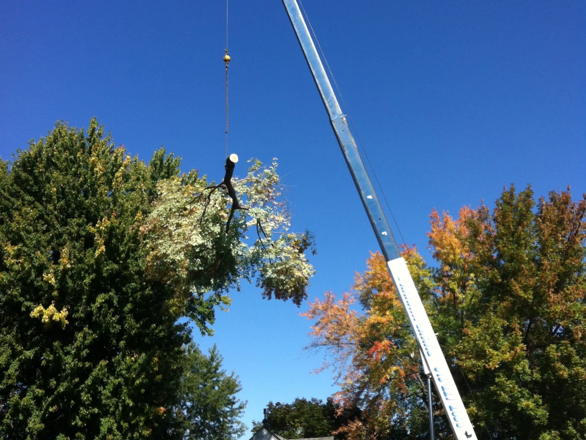 photo Fisher Tree Services