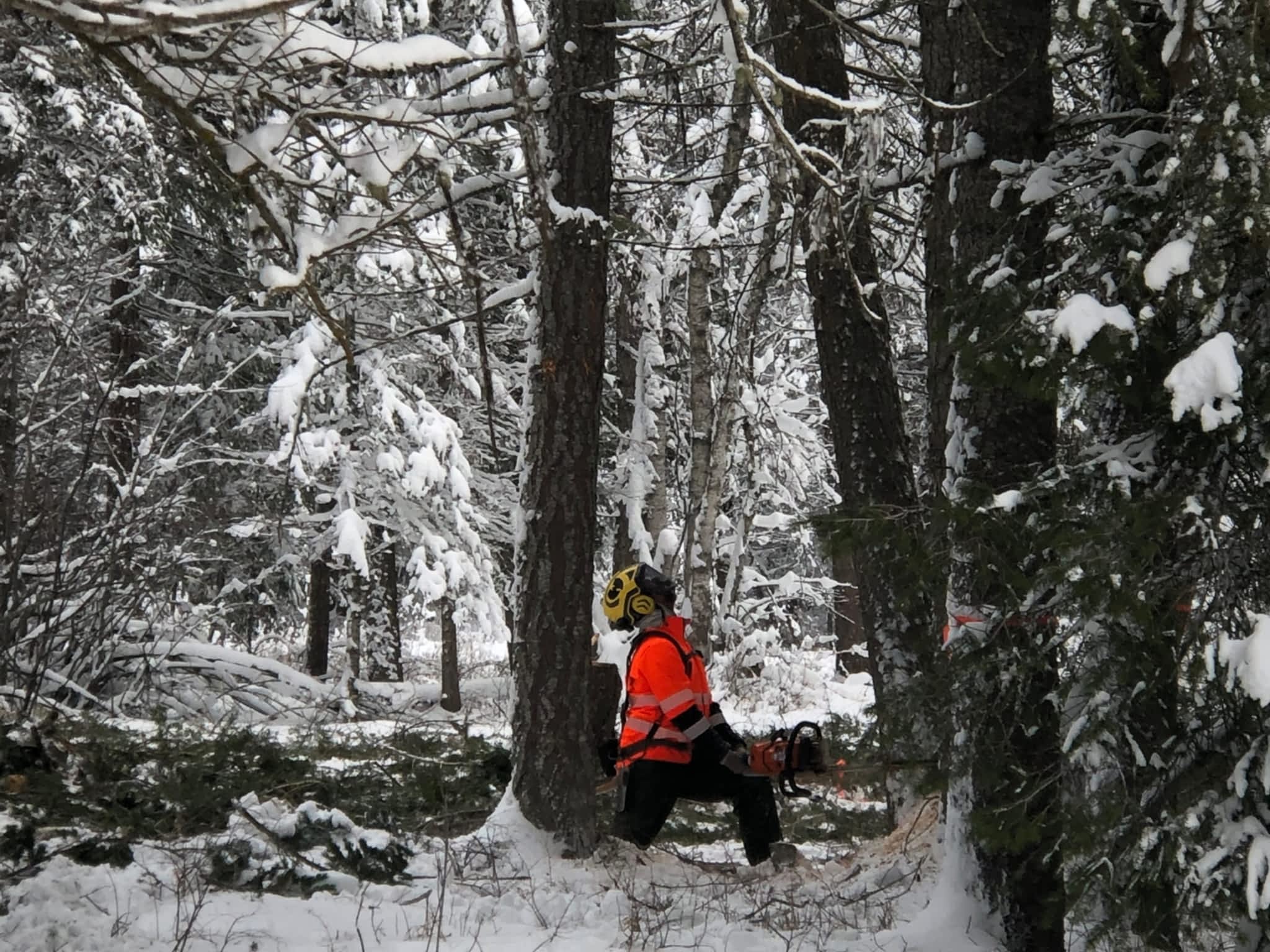 photo Green Leaf Tree Services