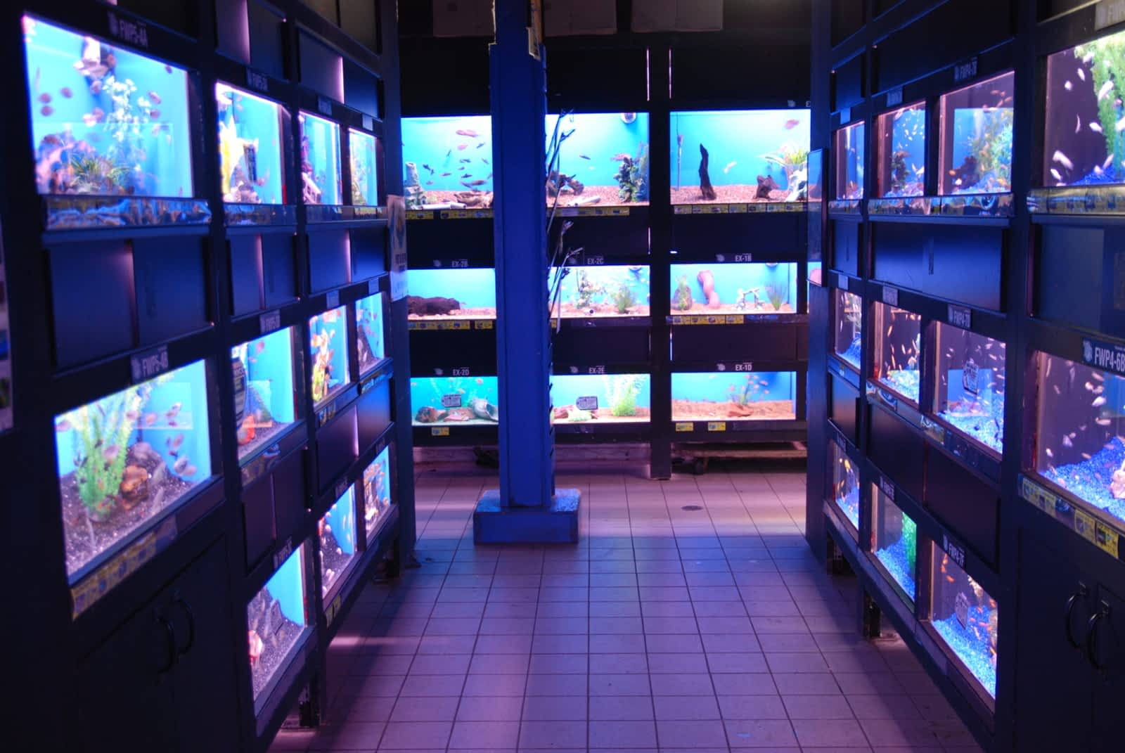 big al's aquarium supercentres