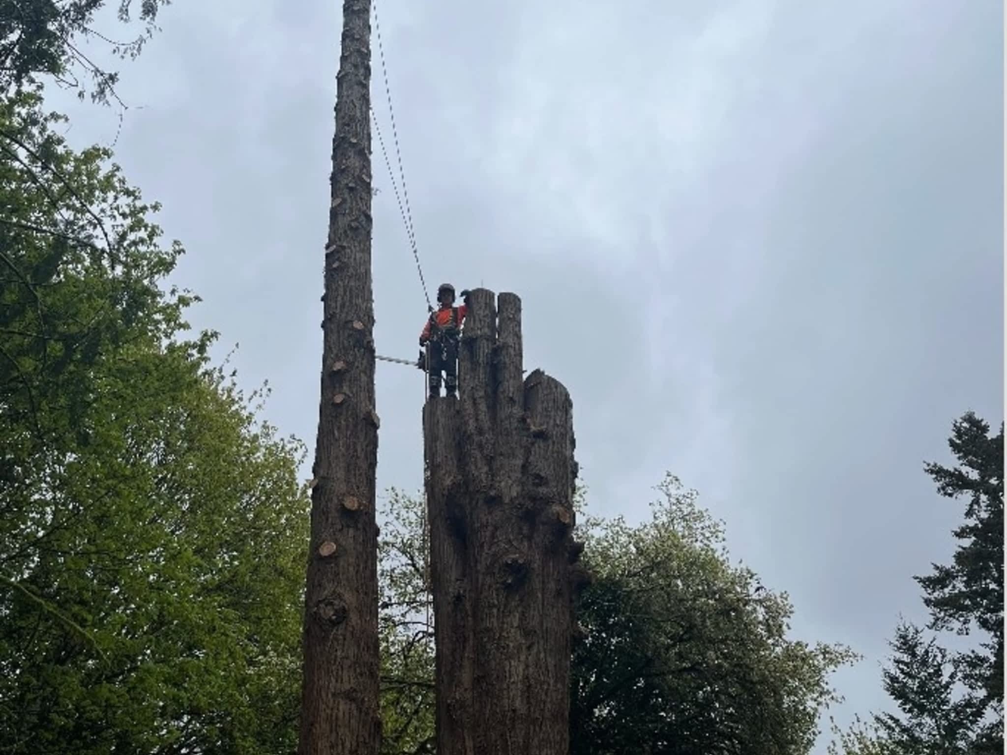 photo Valhalla Falling & Tree Services