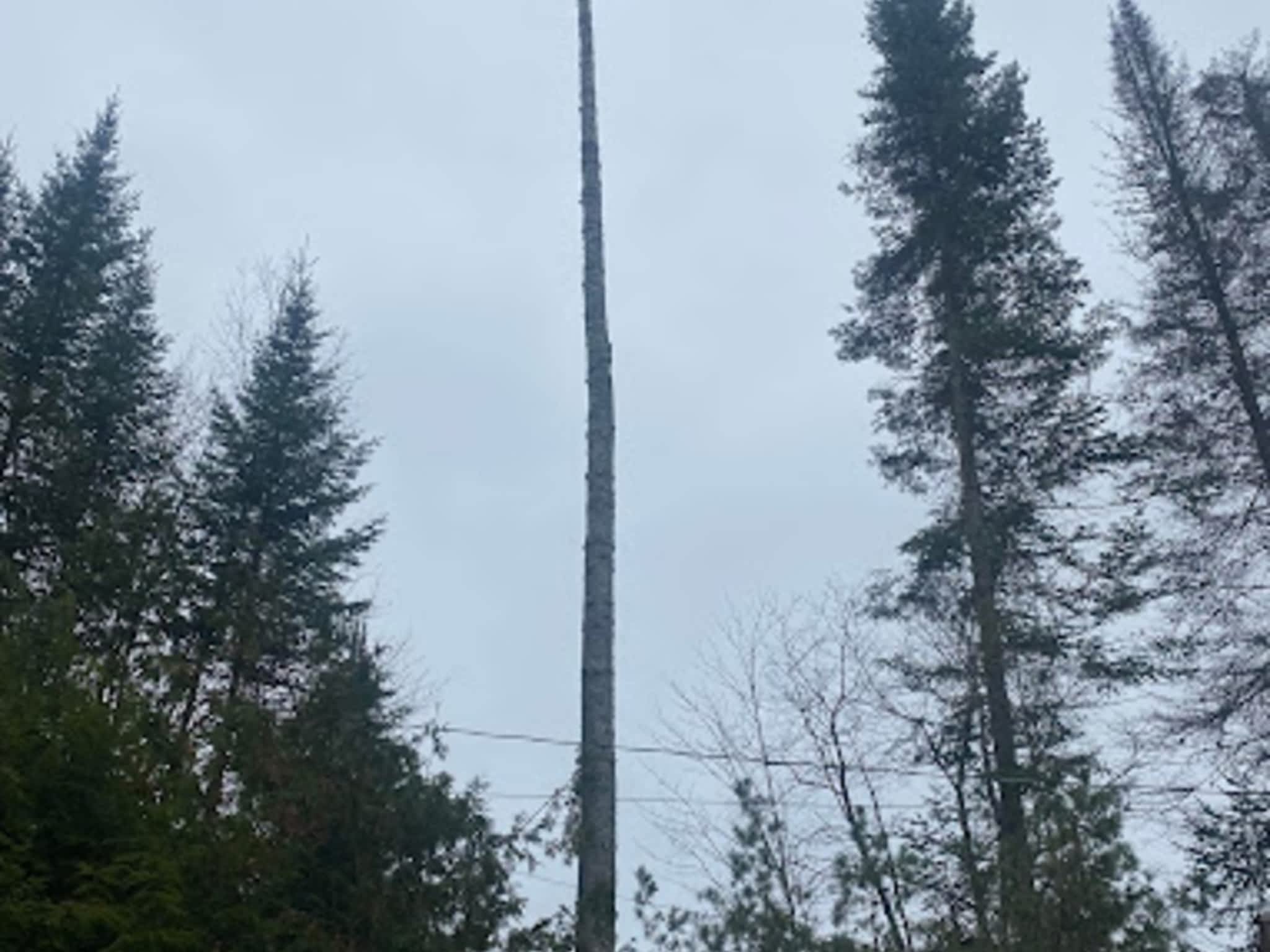 photo Abattage Maisonneuve