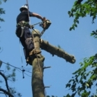 Wright's Tree Service - Service d'entretien d'arbres