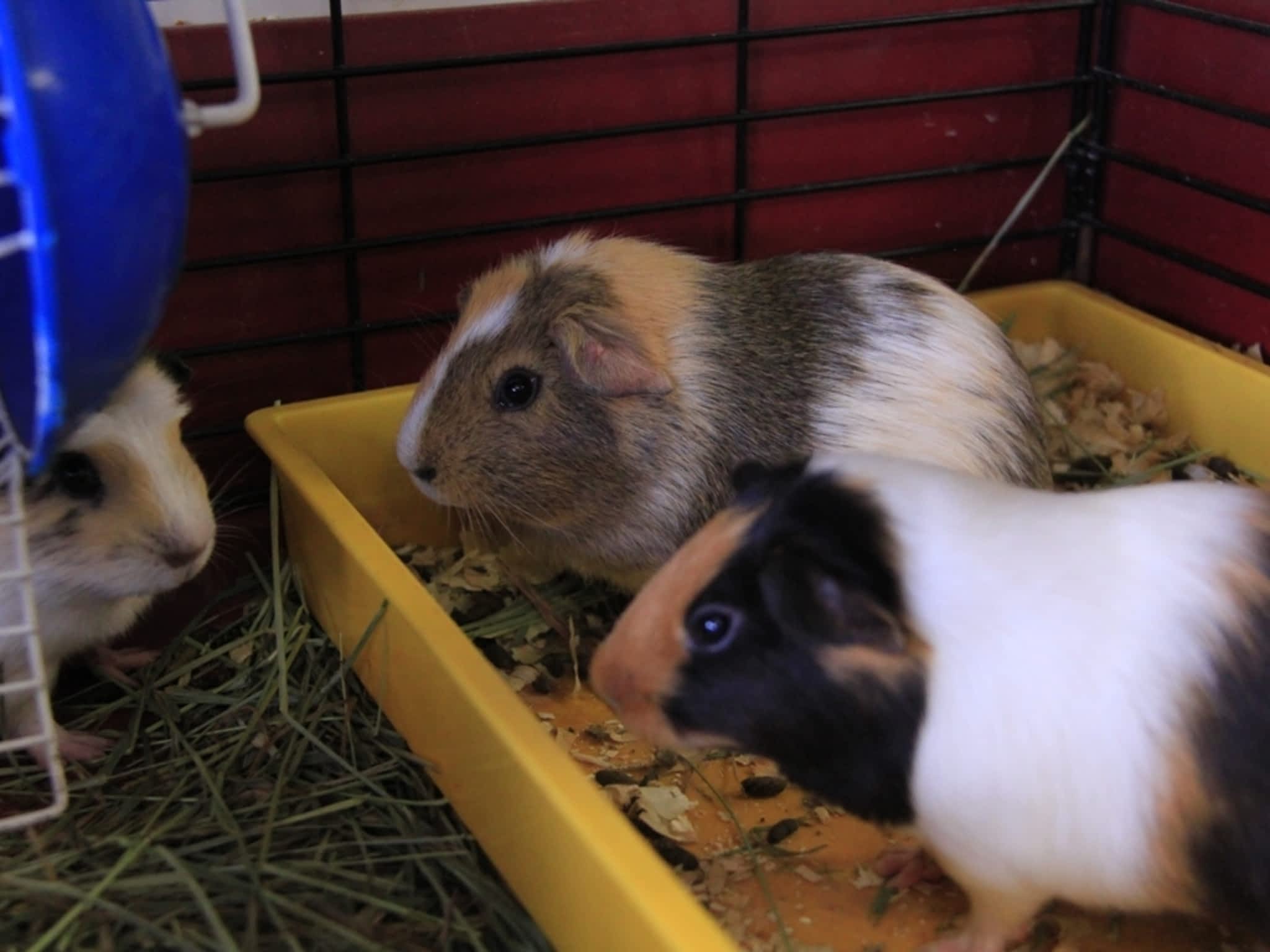 photo Chow Time Pet Supply