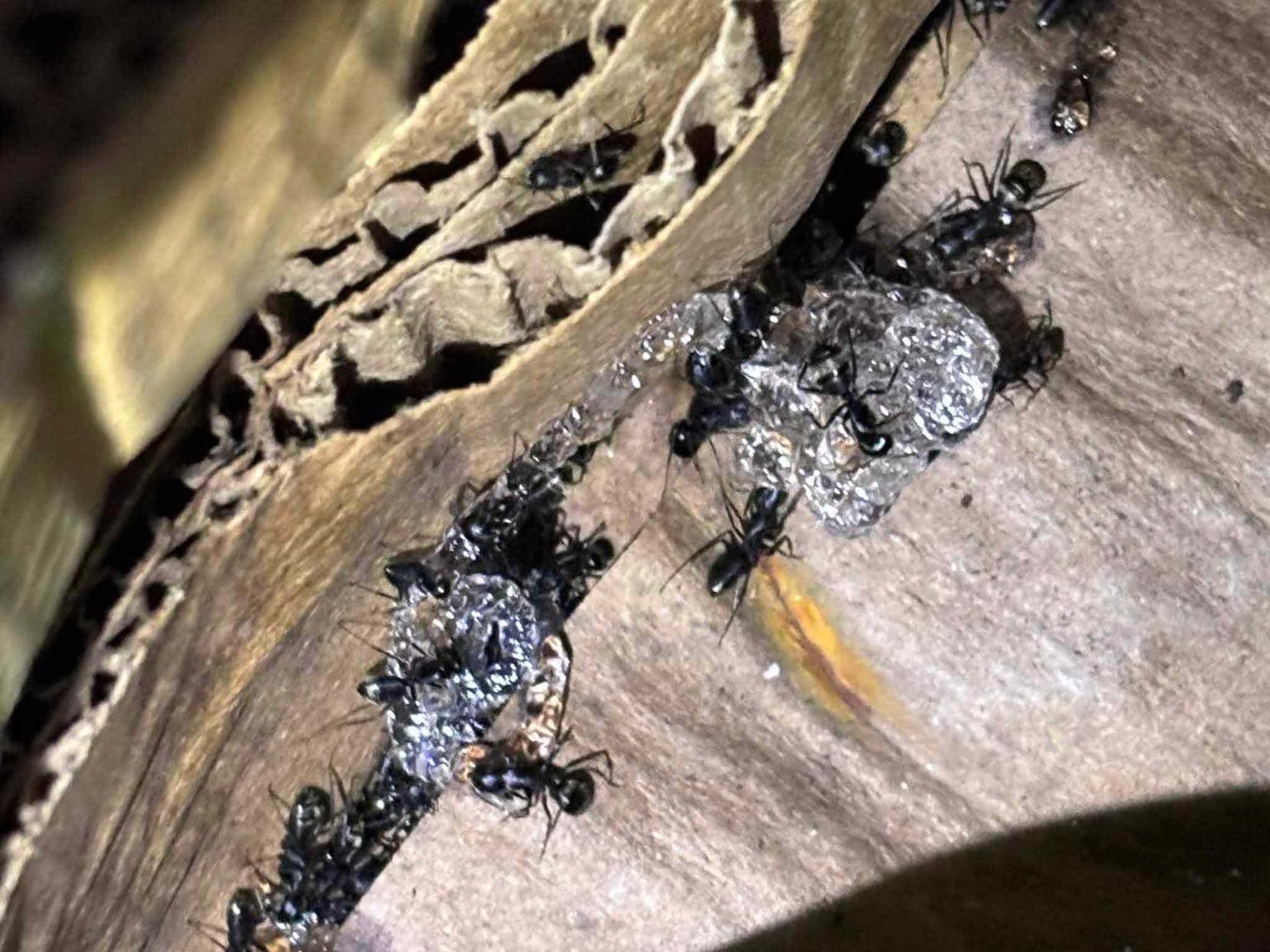 photo D Solution Extermination